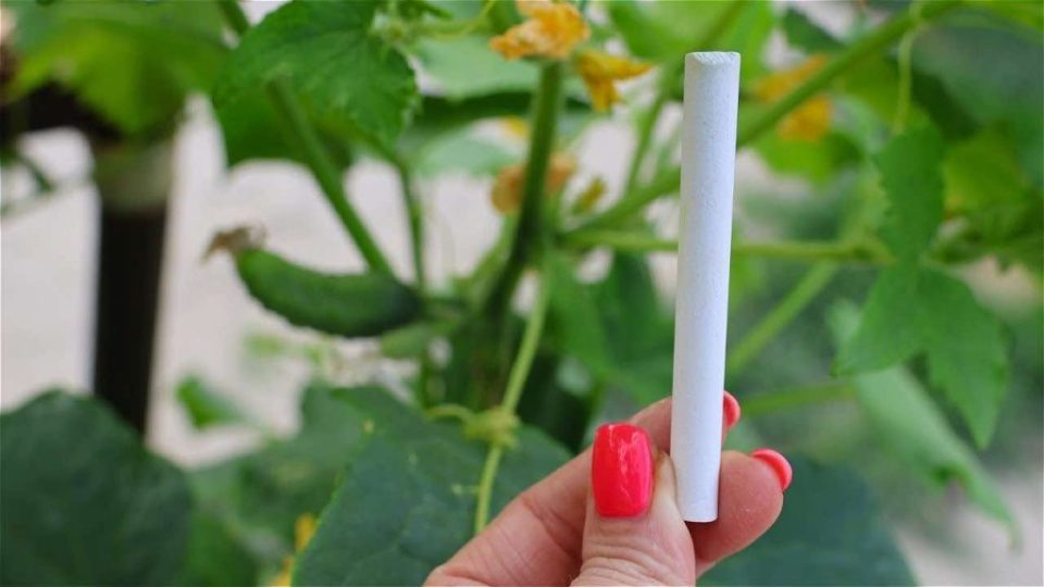 Añádelo al pepino una vez al mes y duplica el rendimiento total en una semana
