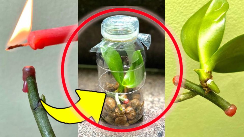 Orquídeas, el truco para multiplicarlas con ramitas de flores: ¡si haces esto rápidamente crecerán sanas y fuertes!
