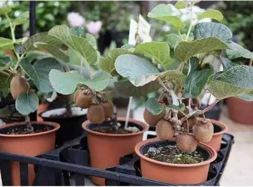 Exótico justo en el alféizar de la ventana. Cómo cultivar kiwi en casa.