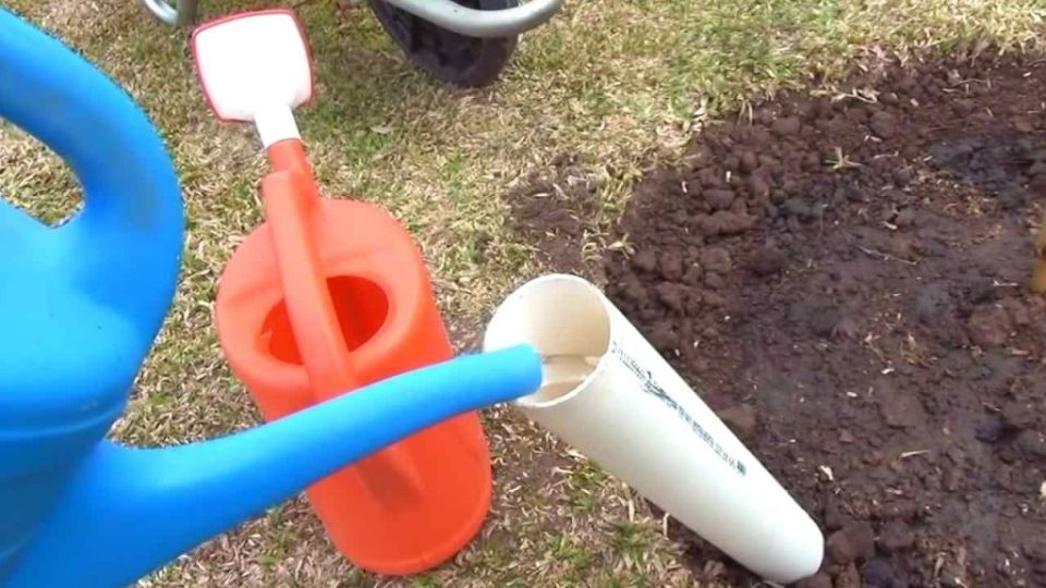 Árbol, cómo plantarlo para que crezca 3 veces más rápido