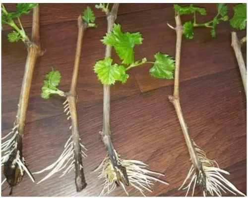Una antigua receta china: con esta solución, cada esqueje echa sus primeras raíces en 2 días