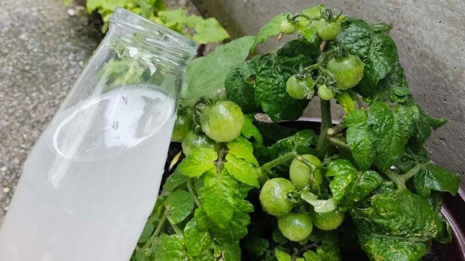Riegue tomates y pepinos con esta preparación, se sorprenderá: nunca antes lo había tenido así