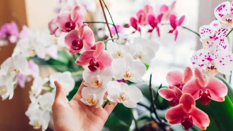 La orquídea, si la colocas aquí, florecerá durante 10 años: ¿cuál es el lugar ideal en casa?