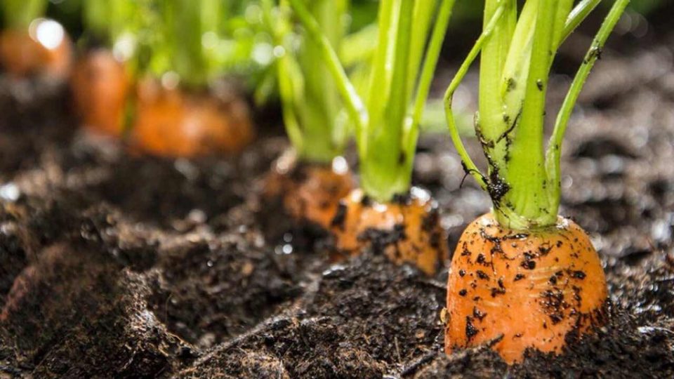 Duplique su cosecha de zanahorias con este ingenioso movimiento: siempre lo logrará
