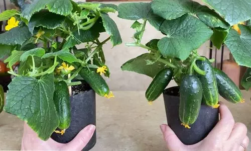Crecen todo el año y casi no requieren cuidados: cultivamos pepinos en casa en tarros.