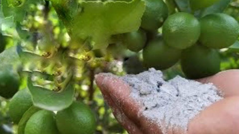 Con este polvo, tendrás una cosecha excepcional: el vecindario querrá conocer el secreto