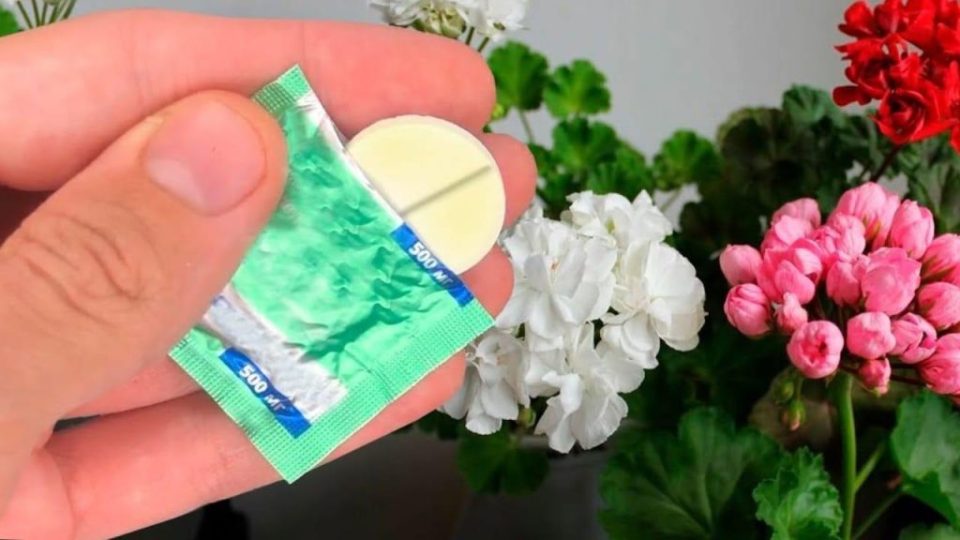 Este remedio casero asegura un crecimiento activo y exuberante de las flores