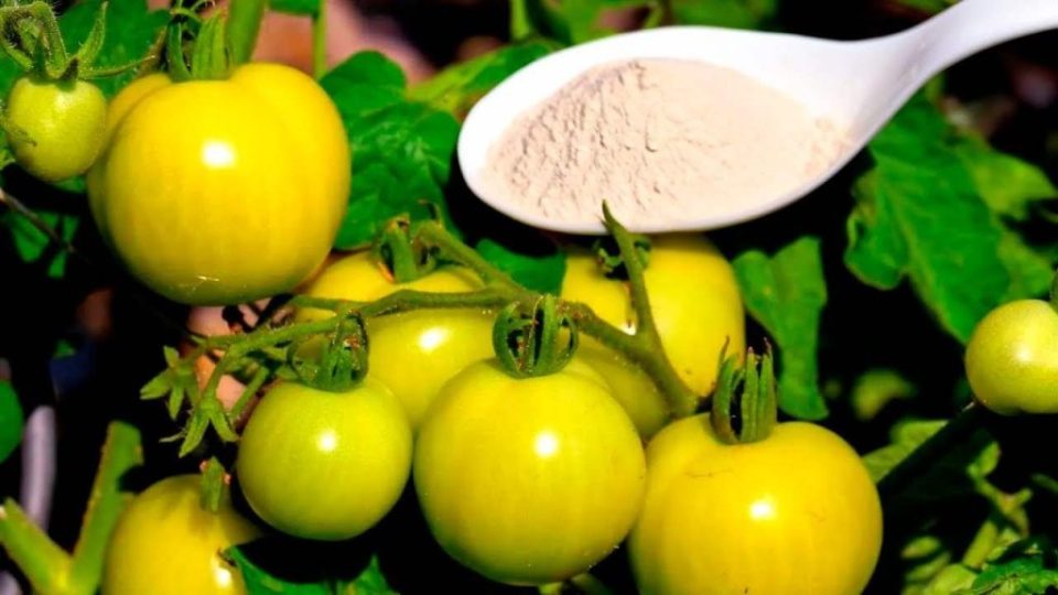 El complemento ecológico más potente para el doble de pepinos, tomates y pimientos