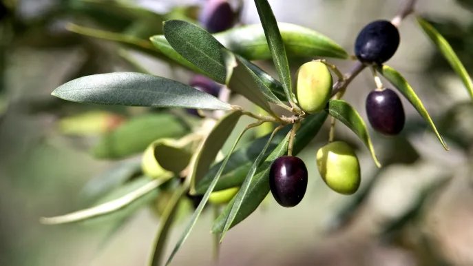 Cómo y cuándo podar el olivo: el truco para propagar las ramas
