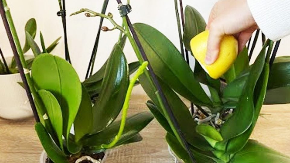 Orquídea: el secreto de los floristas para tener una floración abundante y hojas brillantes y fuertes