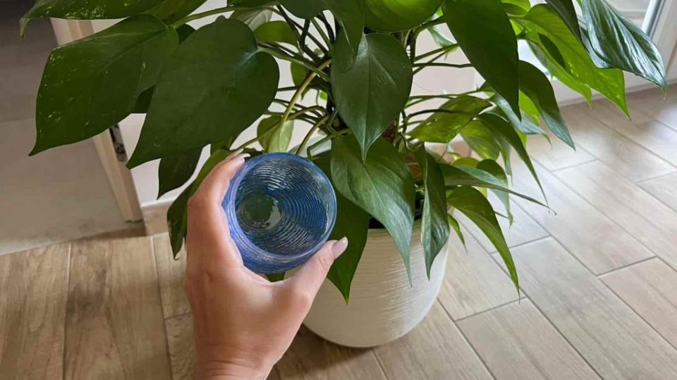 Geben Sie einen Esslöffel Wasserstoffperoxid in die Pflanzen: Sie werden nicht glauben, was passiert