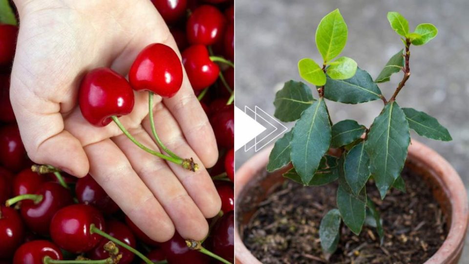 Cerezas, cómo cultivar una planta gratis en 7 días: la piedra es suficiente