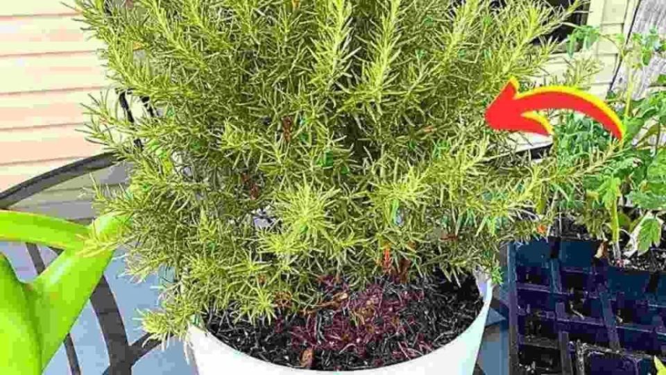 Consejos de los jardineros sobre cómo mantener el romero en macetas durante más de 10 años