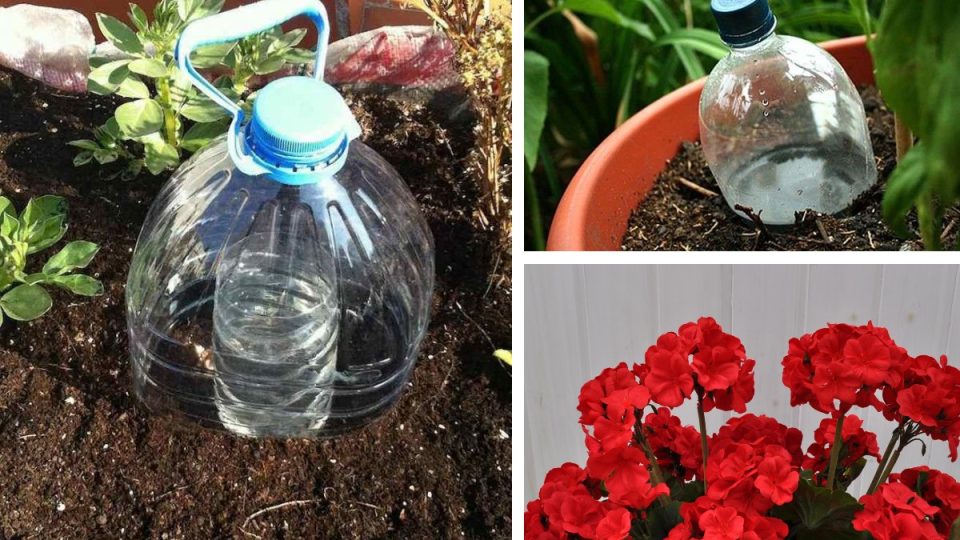 La manera perfecta de regar las plantas en vacaciones. Para plantas vegetales, de jardín y en macetas