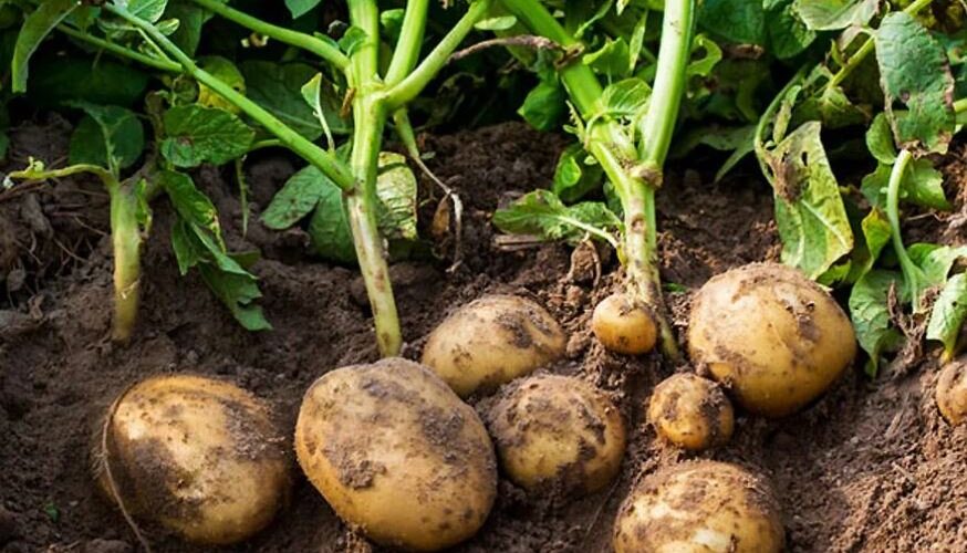 Una técnica agrícola sencilla para conseguir sólo una gran cosecha de patatas