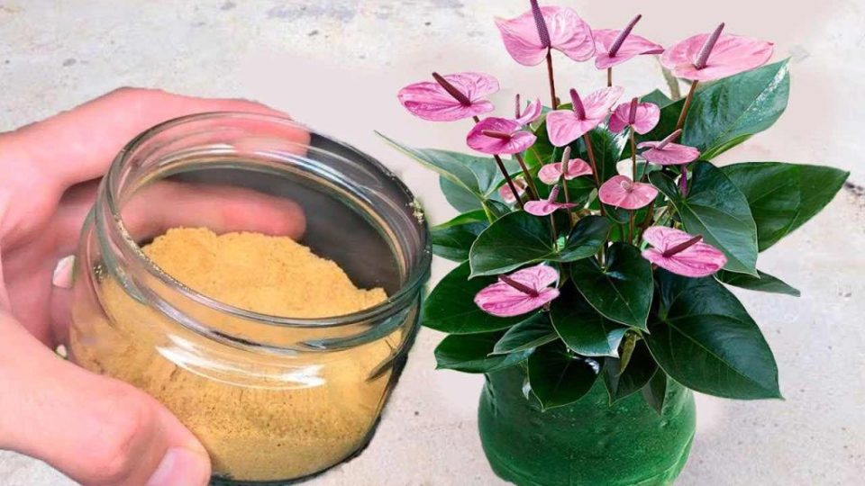 Nunca volverás a usar un fertilizante mejor que este: 2 ingredientes son suficientes