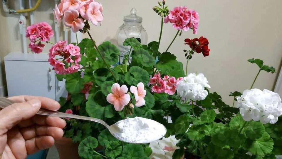 Flores exuberantes y abundantes con este ingrediente: también revive los colores