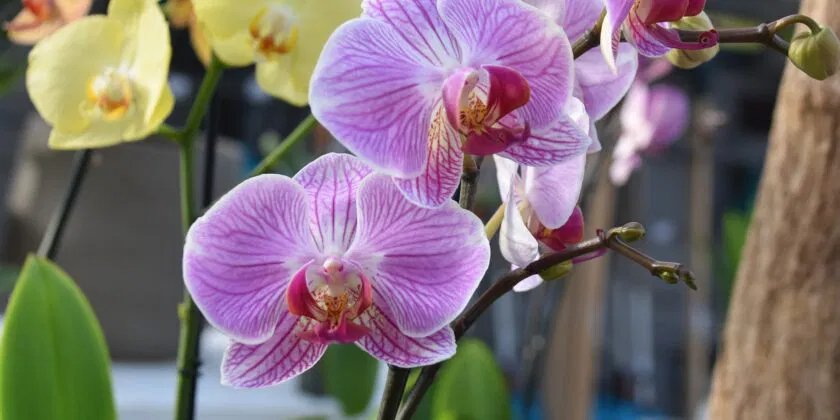 3 trucos de jardinería para cuidar y regar las orquídeas en verano y hacerlas florecer rápidamente sin abono