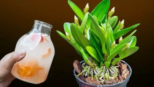 Las orquídeas crecen como locas: yo uso agua de piel de cebolla. comparto la alimentacion
