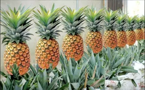 Cómo cultivar piña en casa: cualquiera puede hacerlo. Compartir instrucciones