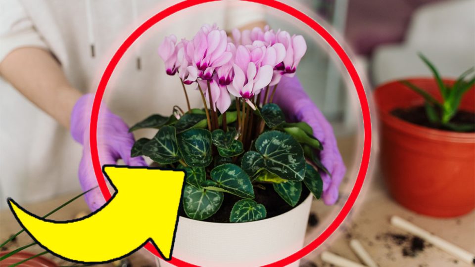 Exuberante ciclamen, aquí es donde debes colocarlo | ¡El secreto de los viveristas para tenerla floreciendo hasta mayo!