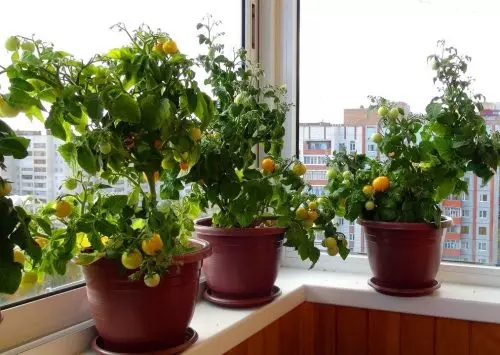 Ya no compro tomates: los cultivo yo mismo en el alféizar de la ventana. Compartir instrucciones