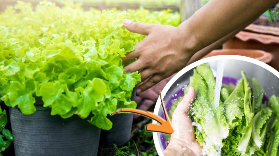 Ensalada: Nunca ha estado tan fresca | El truco del chef para conservarlo intacto durante días