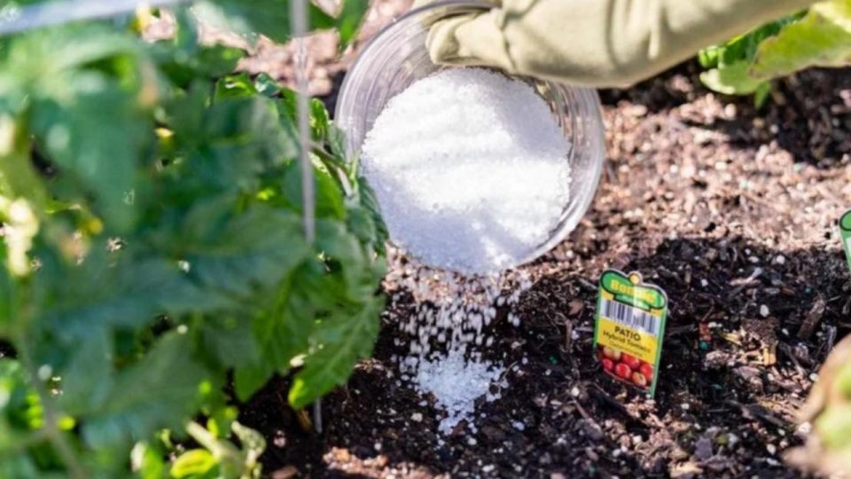 Si quieres plantas exuberantes y con floración en poco tiempo, utiliza este fertilizante: los resultados te sorprenderán