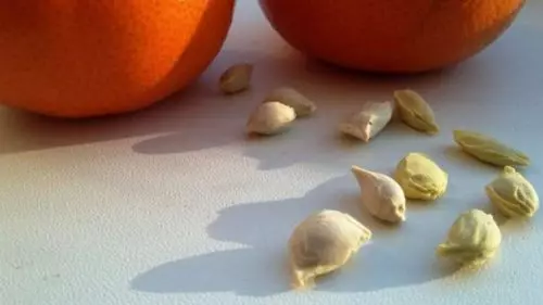 Acabo de echar semillas de mandarina en una maceta y ahora me crecen todo el año.