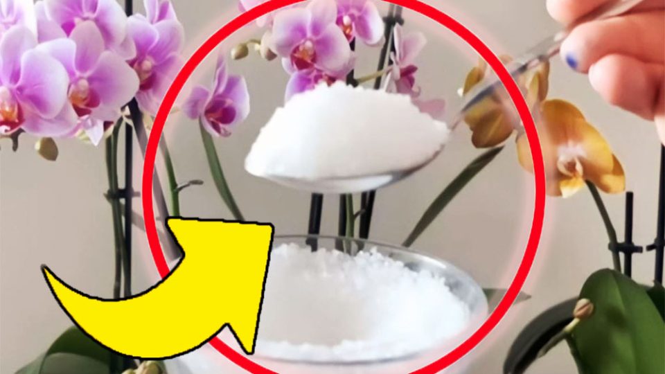 Plantas frondosas y fuertes: basta con poner una pizca de este ingrediente en la tierra | ¡Nunca tuve flores tan hermosas!
