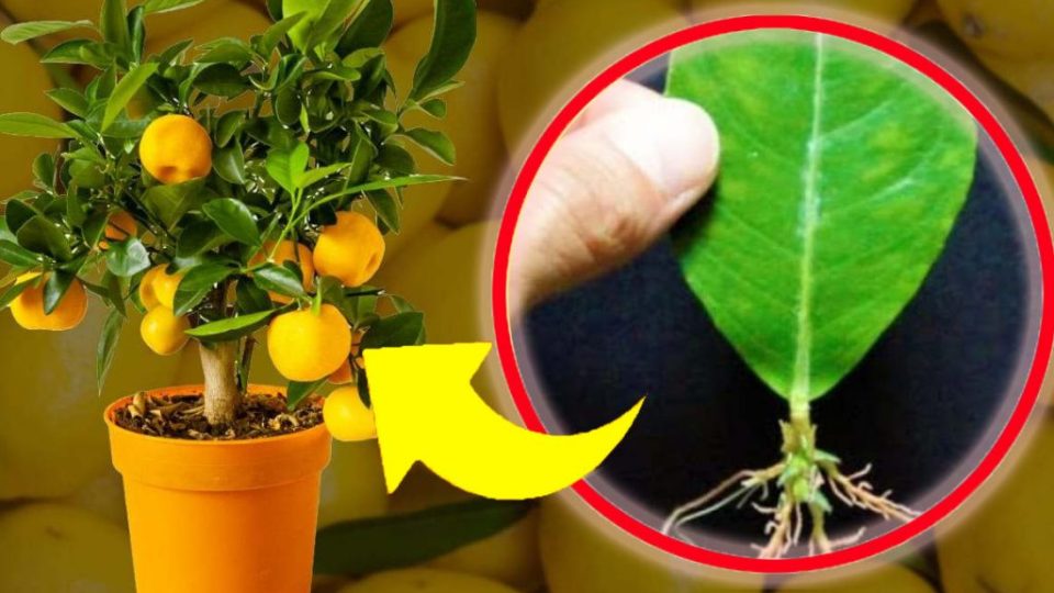Limón, olvídate de las semillas: con el truco de la rama las multiplicas infinitamente sin sacar 1 euro | ¡Es muy fácil!