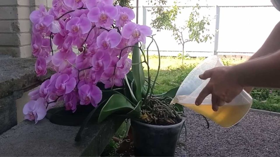 Orquídea, si la riegas así se volverá inmortal: este es el truco ¡Nunca se había visto tan hermoso y exuberante!