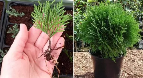 Cómo cultivar thuja a partir de esquejes: es mucho más fácil de lo que crees