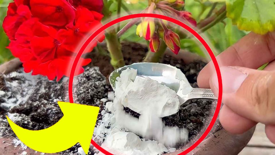 Geranio fuerte y exuberante: con el truco del viverista cobra vida inmediatamente | ¡Ve a poner este ingrediente en el frasco!