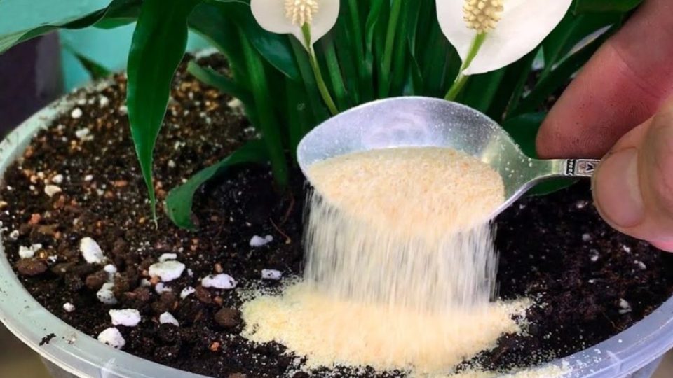 ¡Solo 1 cucharadita debajo de cualquier planta es suficiente para hacerla florecer mágicamente!