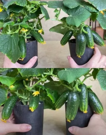 Cómo cultivar pepinos directamente en el alféizar de la ventana y cosecharlos durante todo el año: estoy de acuerdo con el método