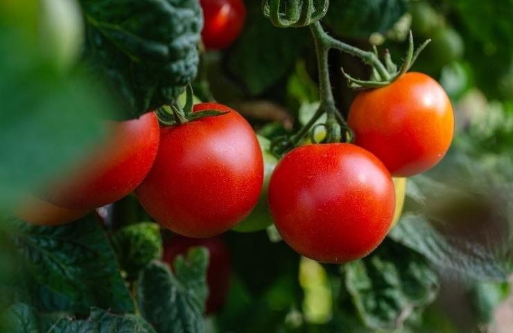 Tomates más grandes y jugosos: prueba este método, es natural y eficaz