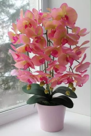 Mi orquídea está floreciendo como loca: les comparto una deliciosa receta vitamínica para flores maravillosas