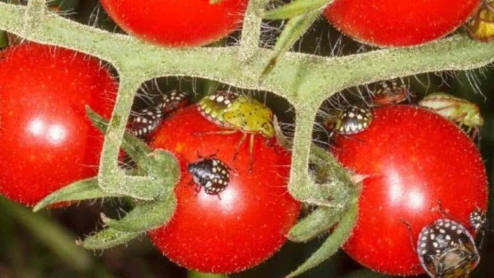 Adiós a las chinches en el jardín, a diferencia de los insecticidas químicos: así es como revolotean inmediatamente