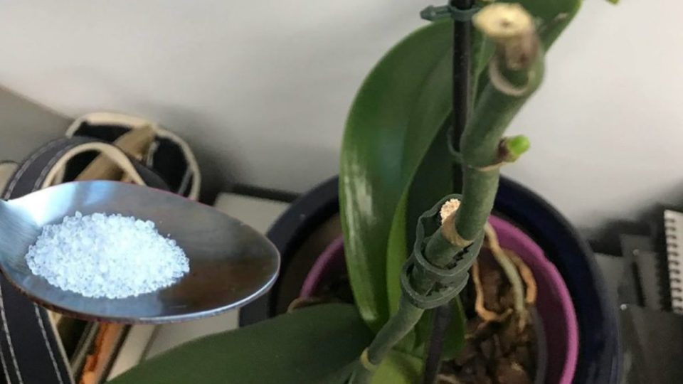 Los floristas siempre dan este paso para tener orquídeas exuberantes durante meses
