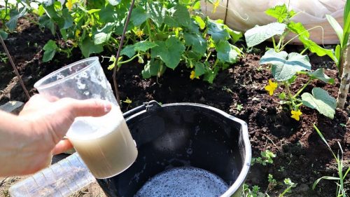Los pepinos no crecen después de plantarlos en el suelo ni después de la germinación: que regar para que crezcan más rápido.