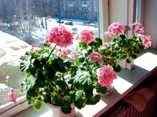 El geranio florece durante todo el año. Estos consejos le ayudarán a cultivar hermosas flores en el alféizar de su ventana.