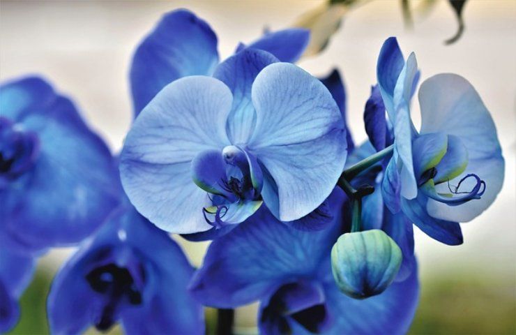 Orquídeas que florecen incluso en verano, los ingredientes mágicos para tenerlas siempre bellas