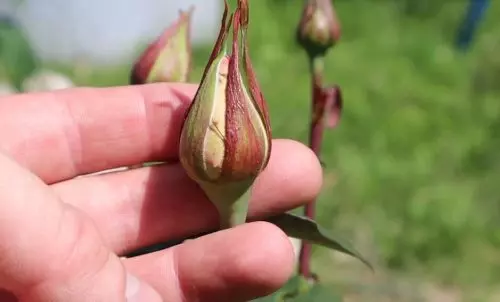 Riego las rosas con él en octubre; nunca se congelan y florecen en columnas el próximo año.