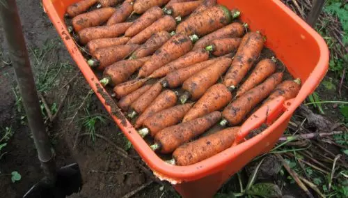 Cuándo y cómo cosechar zanahorias para que permanezcan en el sótano durante 9 meses y no se echen a perder.