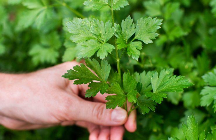 Cultivar perejil, pocas reglas pero imprescindibles para triunfar
