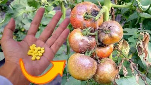 Hace tiempo que me olvidé del tizón del tomate: un remedio que evita perder la cosecha