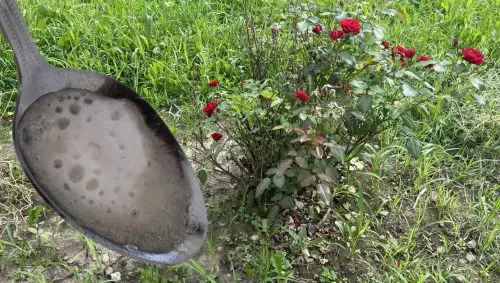 Cuando las rosas se riegan con este producto, florecerán hasta finales de otoño.