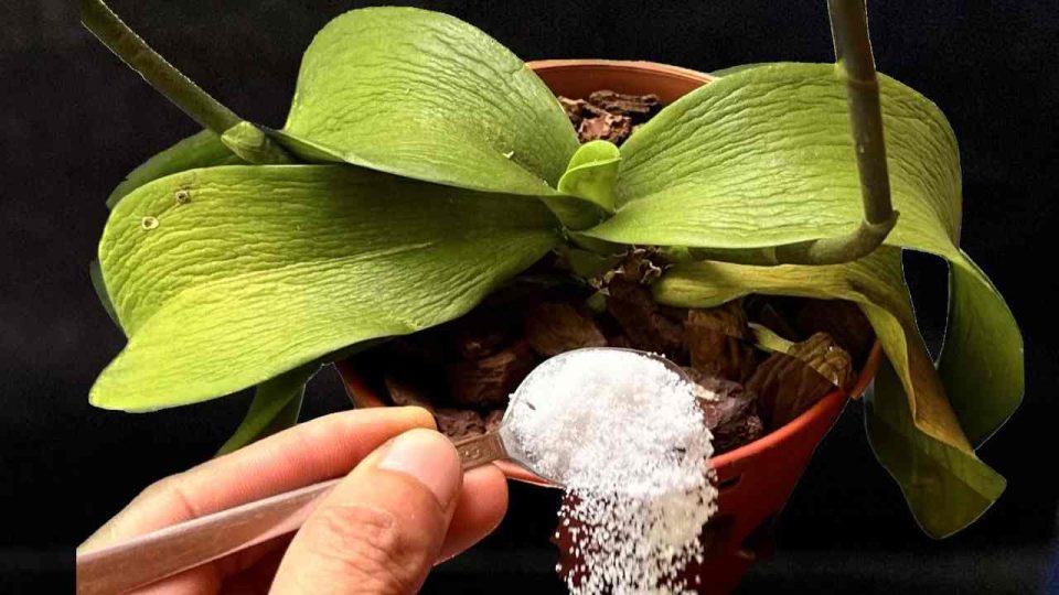 Todas las plantas marchitas volverán a la vida de esta forma: basta con una cucharada