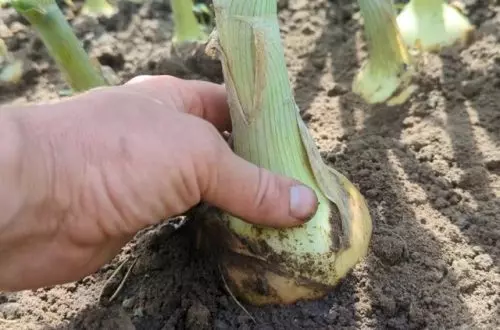 No se apresure a desenterrar los bulbos: espolvoree las cabezas con esta mezcla, crecerán mucho más;